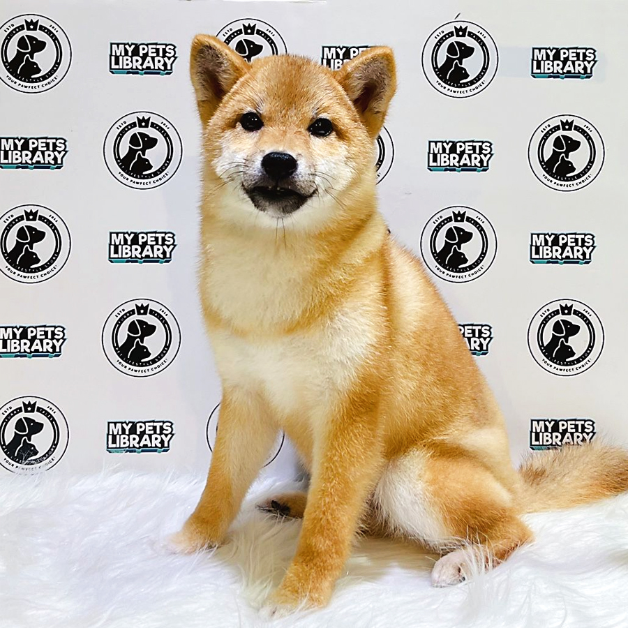 MKA Shiba Inu Puppy (Male) For Sale