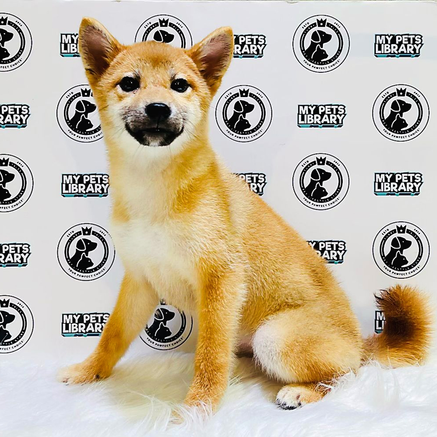 MKA Shiba Inu Puppy (Female) For Sale