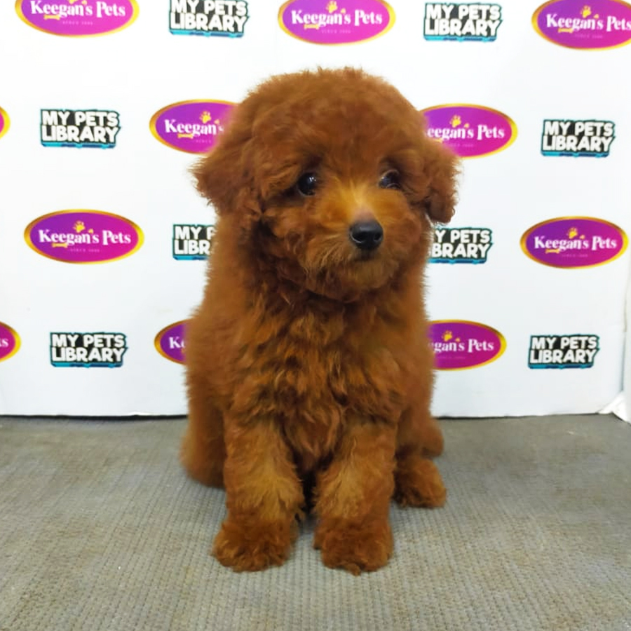 MKA Toy Poodle Puppy (Male) For Sale