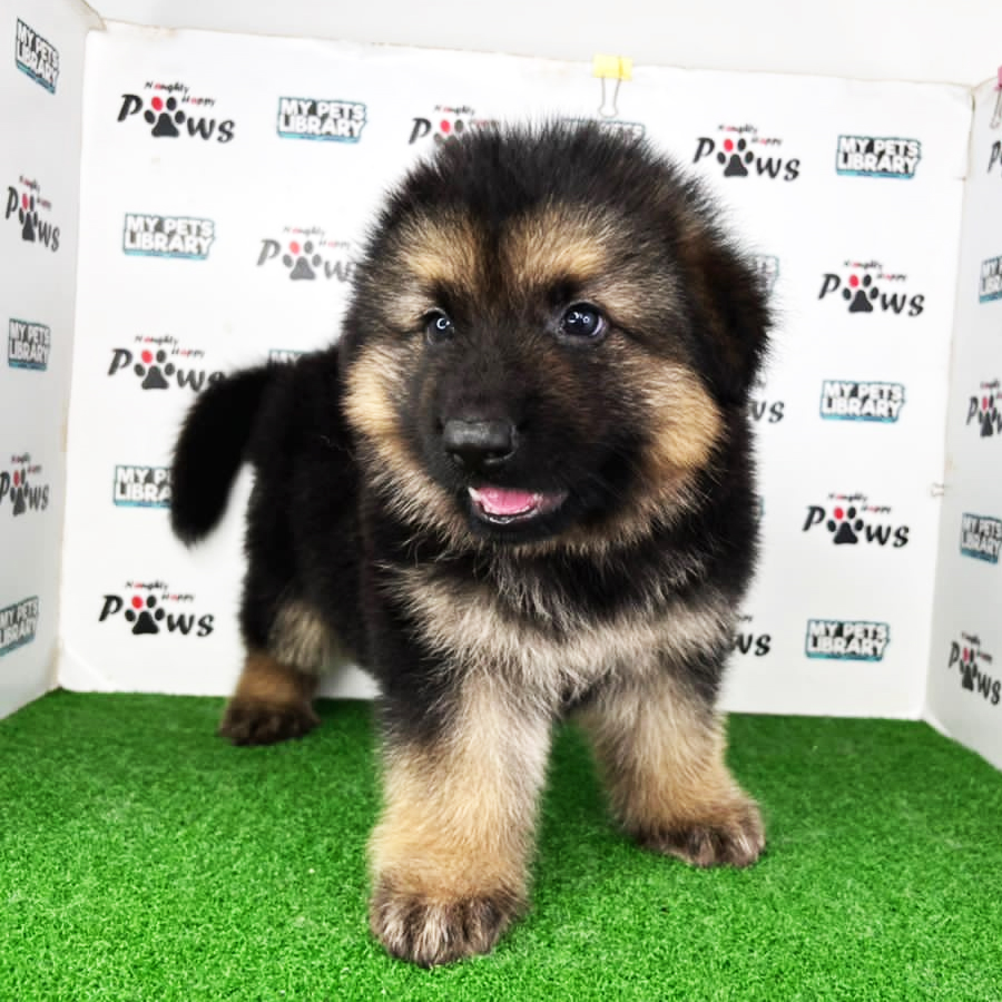German Shepherd Puppy (Male) For Sale