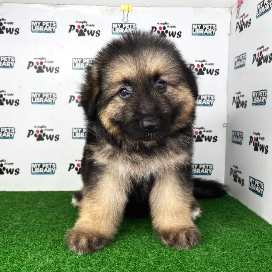 German Shepherd Puppy (Male) For Sale