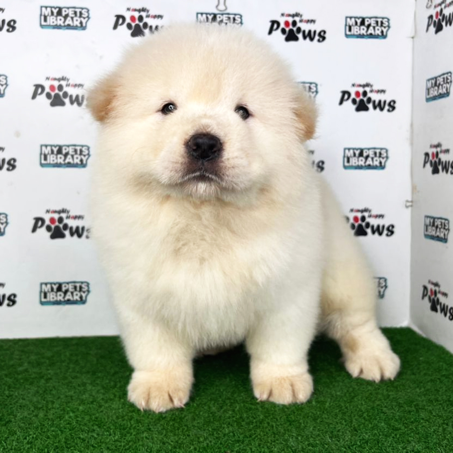 Chow Chow Puppy (Female) For Sale