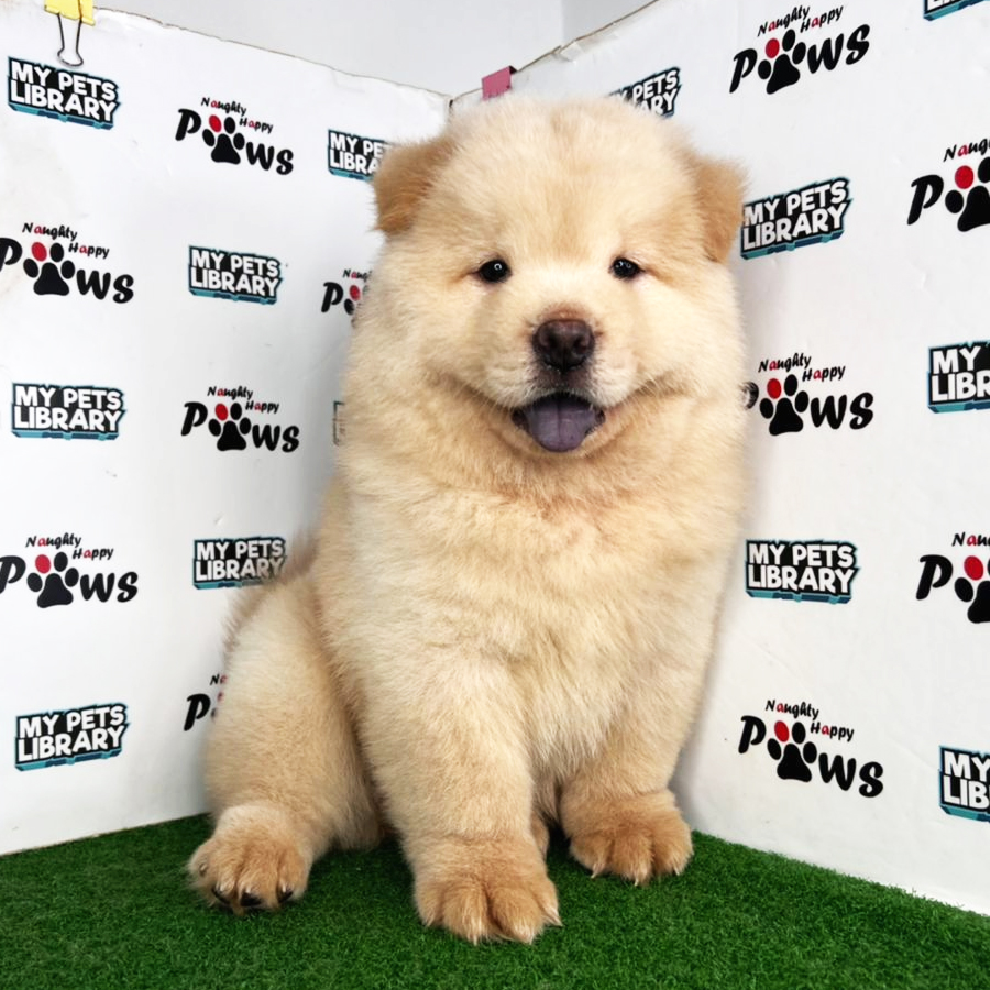 Chow Chow Puppy (Male) For Sale