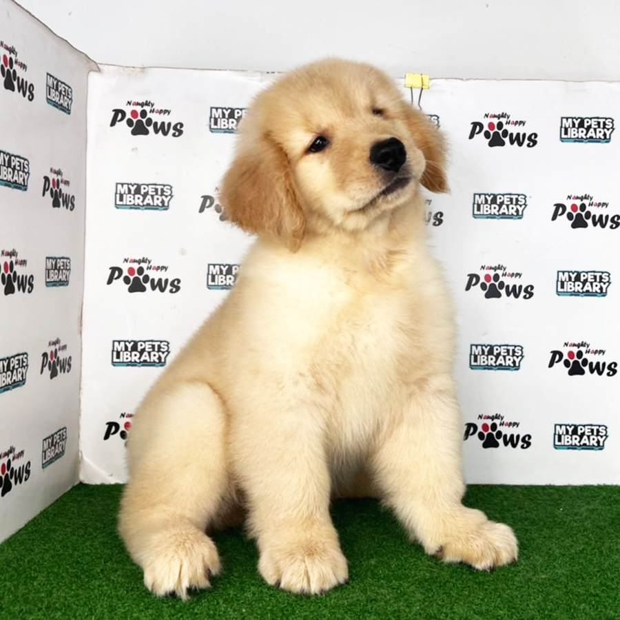 Golden Retriever Puppy (Female) For Sale