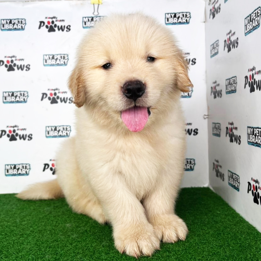 Golden Retriever Puppy (Male) For Sale