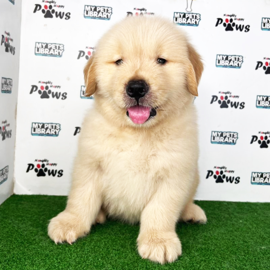 Golden Retriever Puppy (Male) For Sale