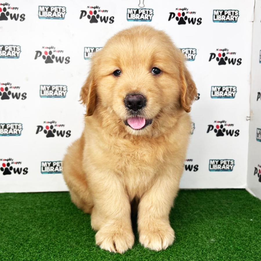 Golden Retriever Puppy (Male) For Sale