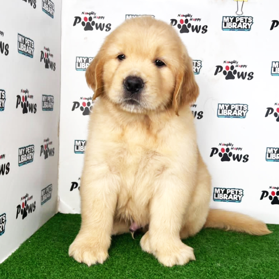 Golden Retriever Puppy (Male) For Sale