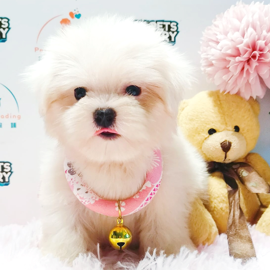 Maltese Puppy (Male) For Sale
