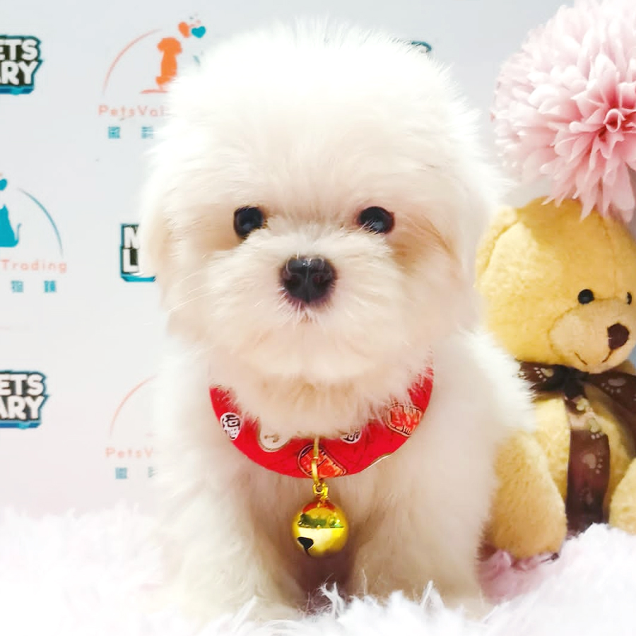 Maltese Puppy (Male) For Sale