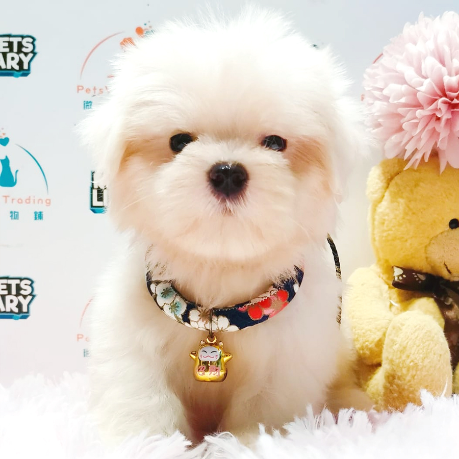 Maltese Puppy (Male) For Sale
