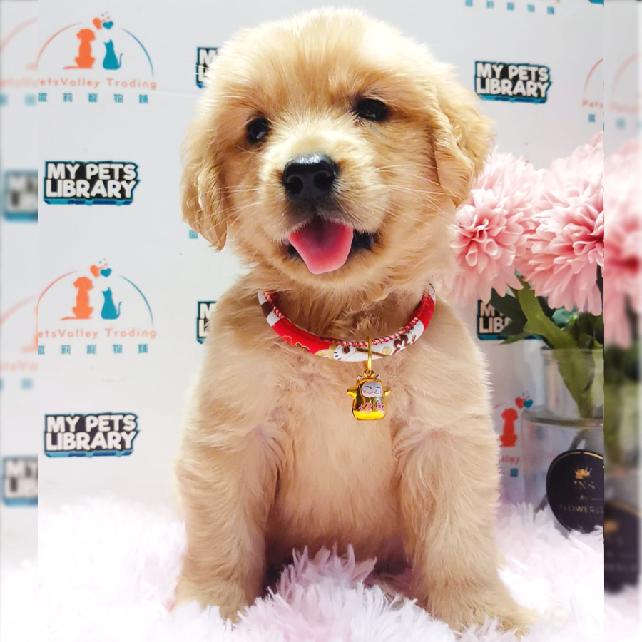 Golden Retriever Puppy (Female) For Sale