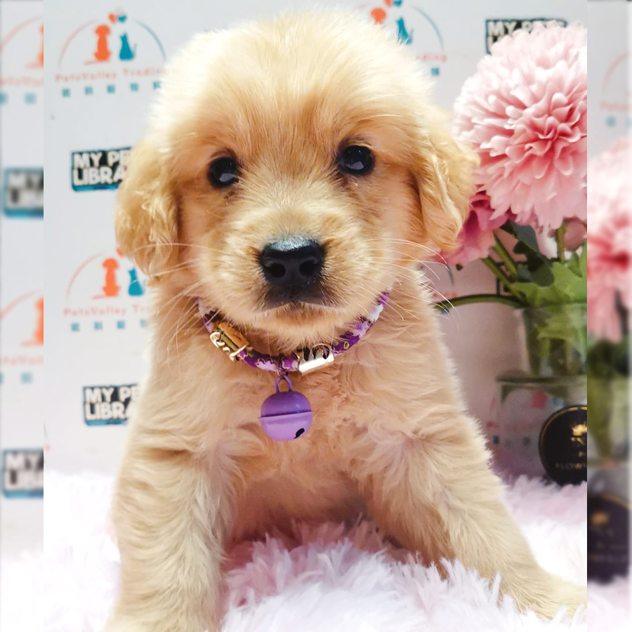 Golden Retriever Puppy (Female) For Sale