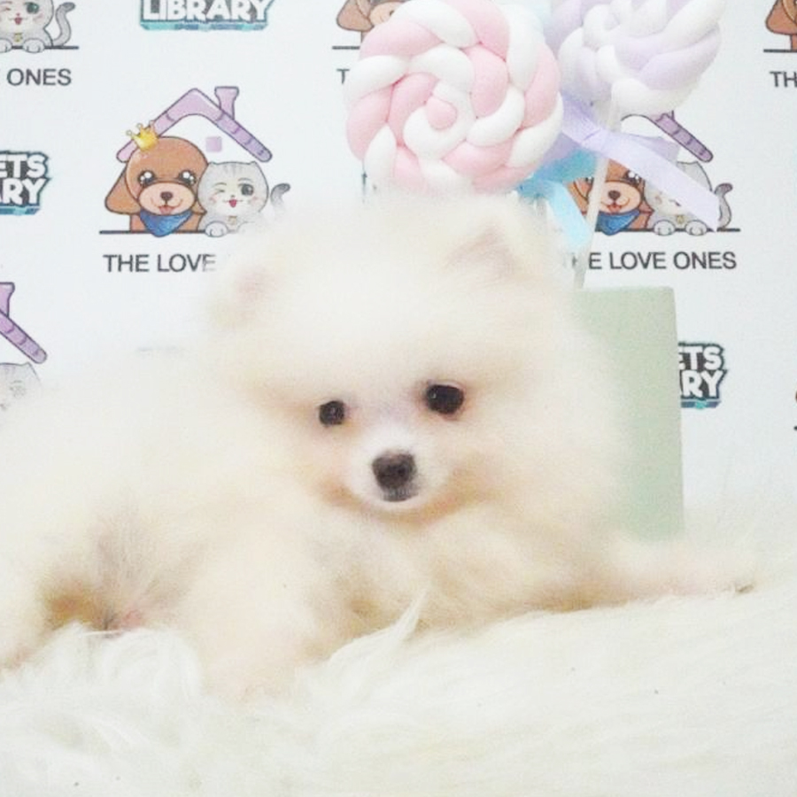 MKA Tiny Teacup Pomeranian Puppy (Male) For Sale