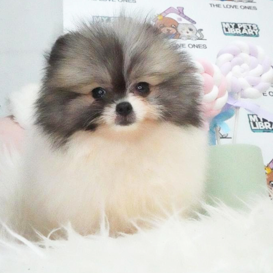 MKA Tiny Teacup Pomeranian Puppy (Female) For Sale