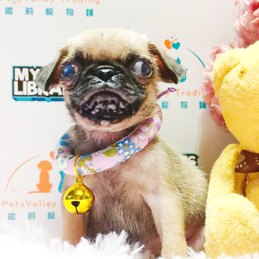 Pug Puppy (Male) For Sale