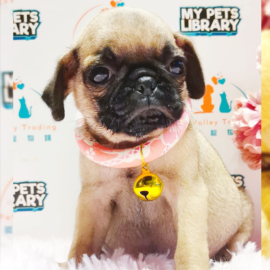 Pug Puppy (Female) For Sale