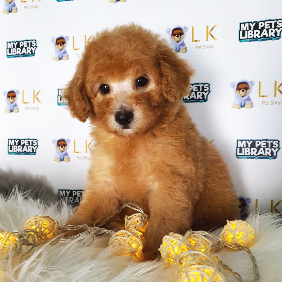 Toy Poodle Puppy (Female) For Sale