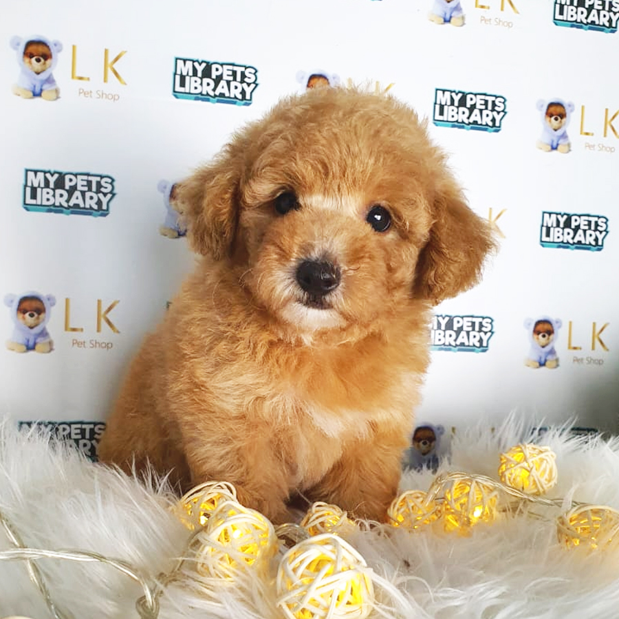 Toy Poodle Puppy (Female) For Sale
