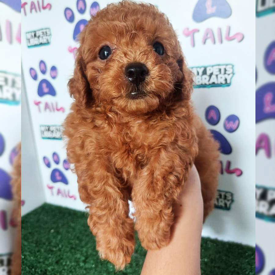 Toy Poodle Puppy (Male) For Sale