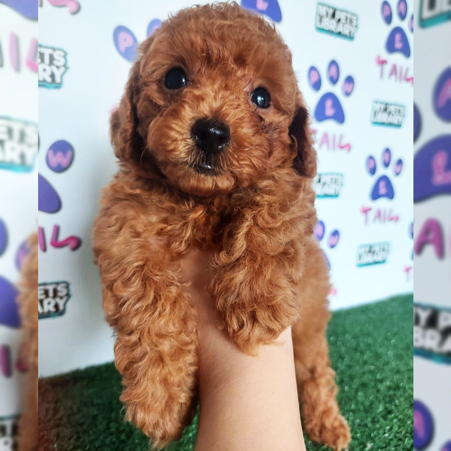 Toy Poodle Puppy (Male) For Sale