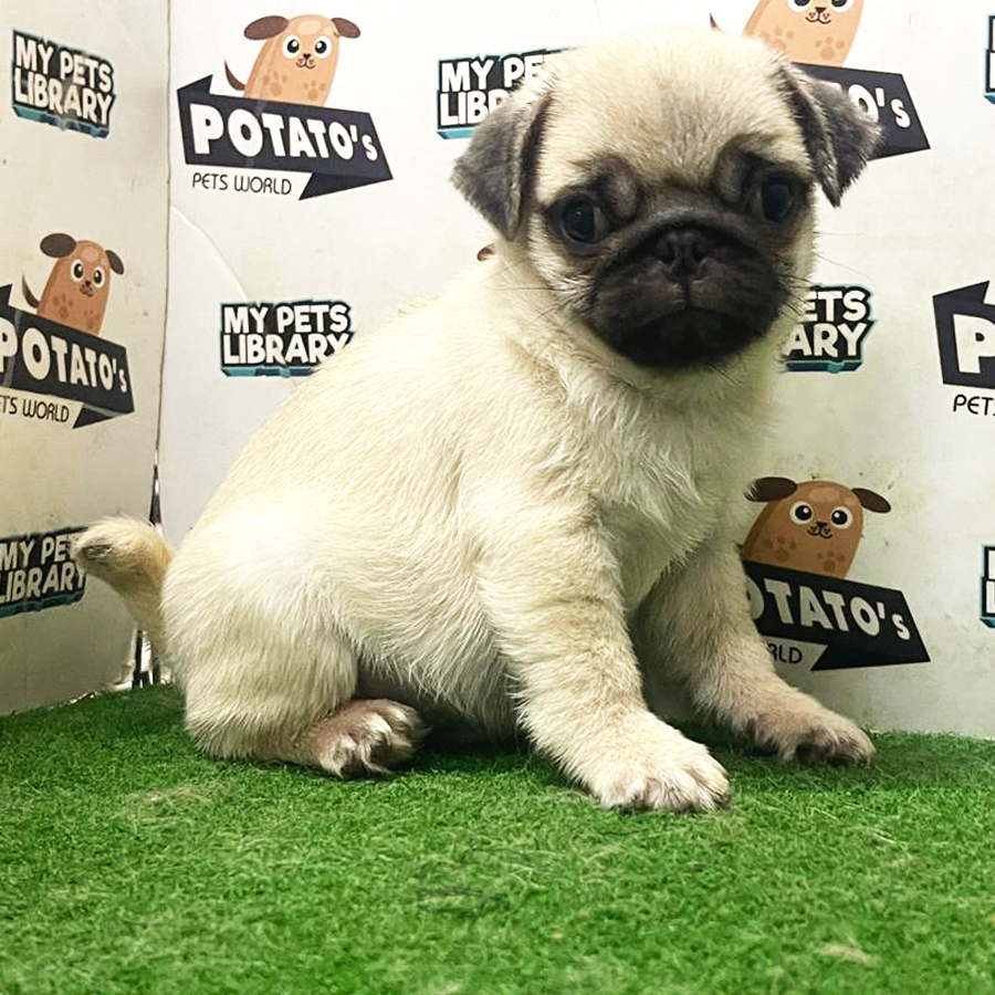 Pug Puppy (Male) For Sale