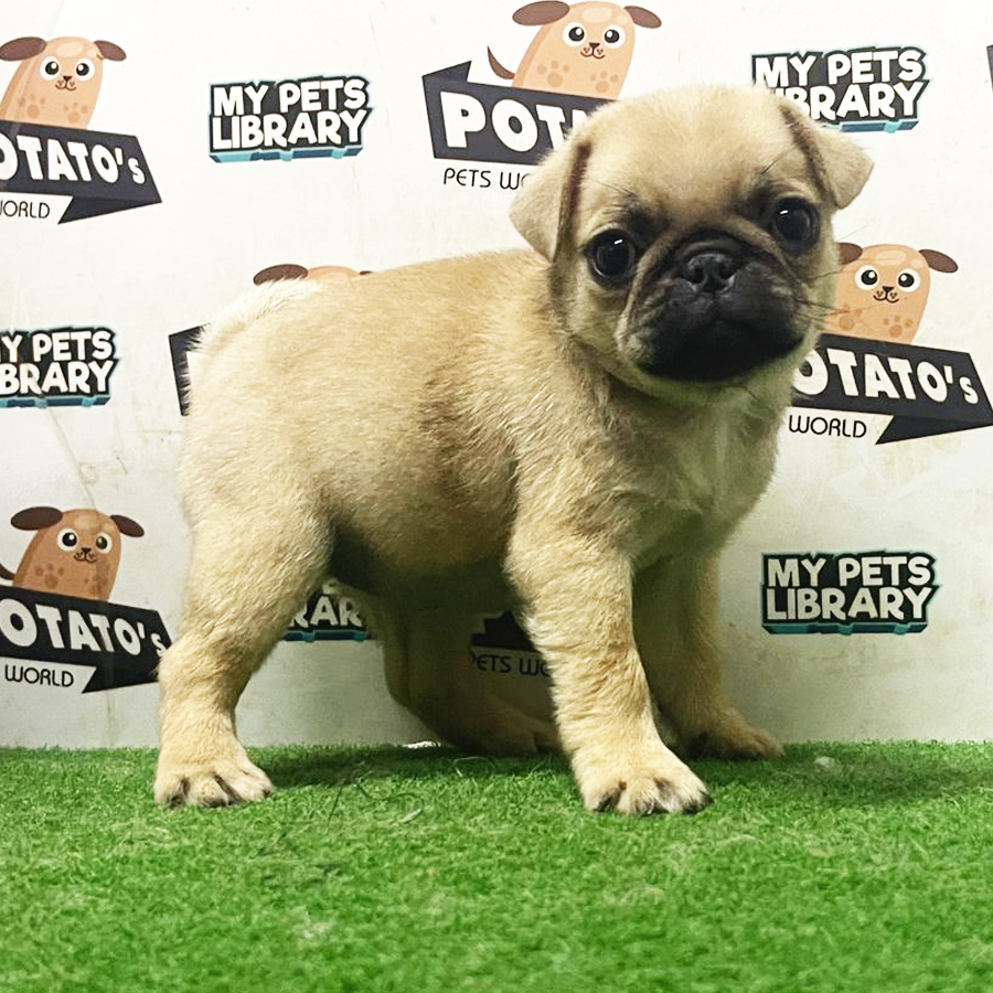 Pug Puppy (Female) For Sale
