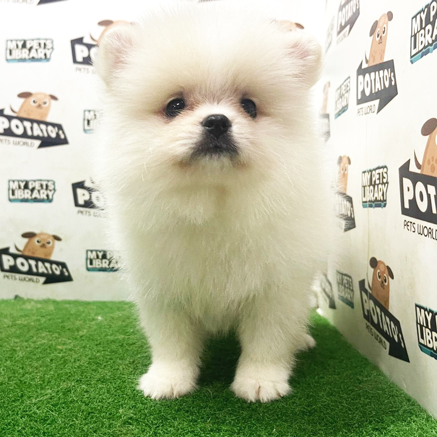Pomeranian Puppy (Male) For Sale