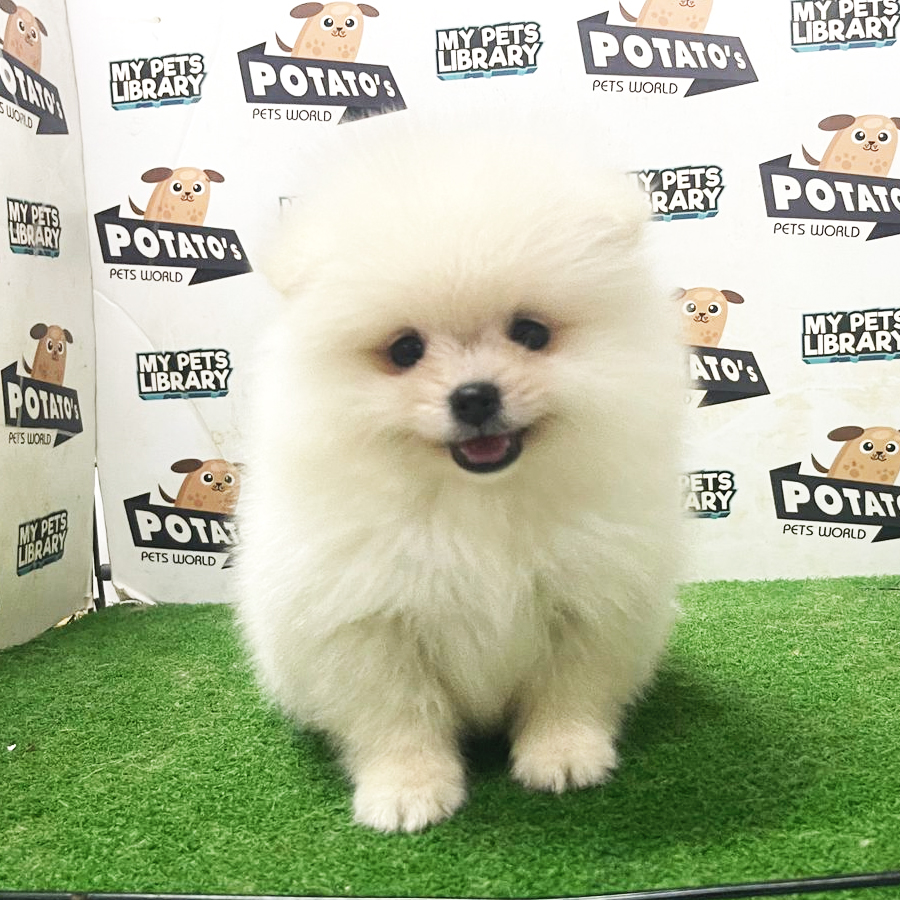 Pomeranian Puppy (Male) For Sale