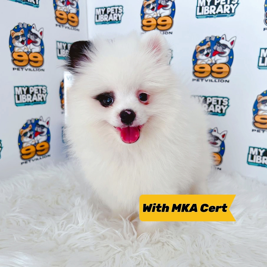 MKA Tiny Pomeranian Puppy (Female) For Sale