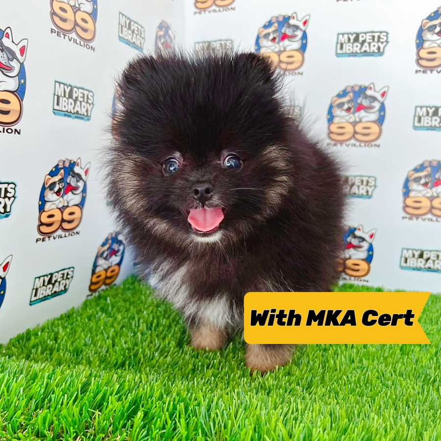 MKA Tiny Pomeranian Puppy (Male) For Sale
