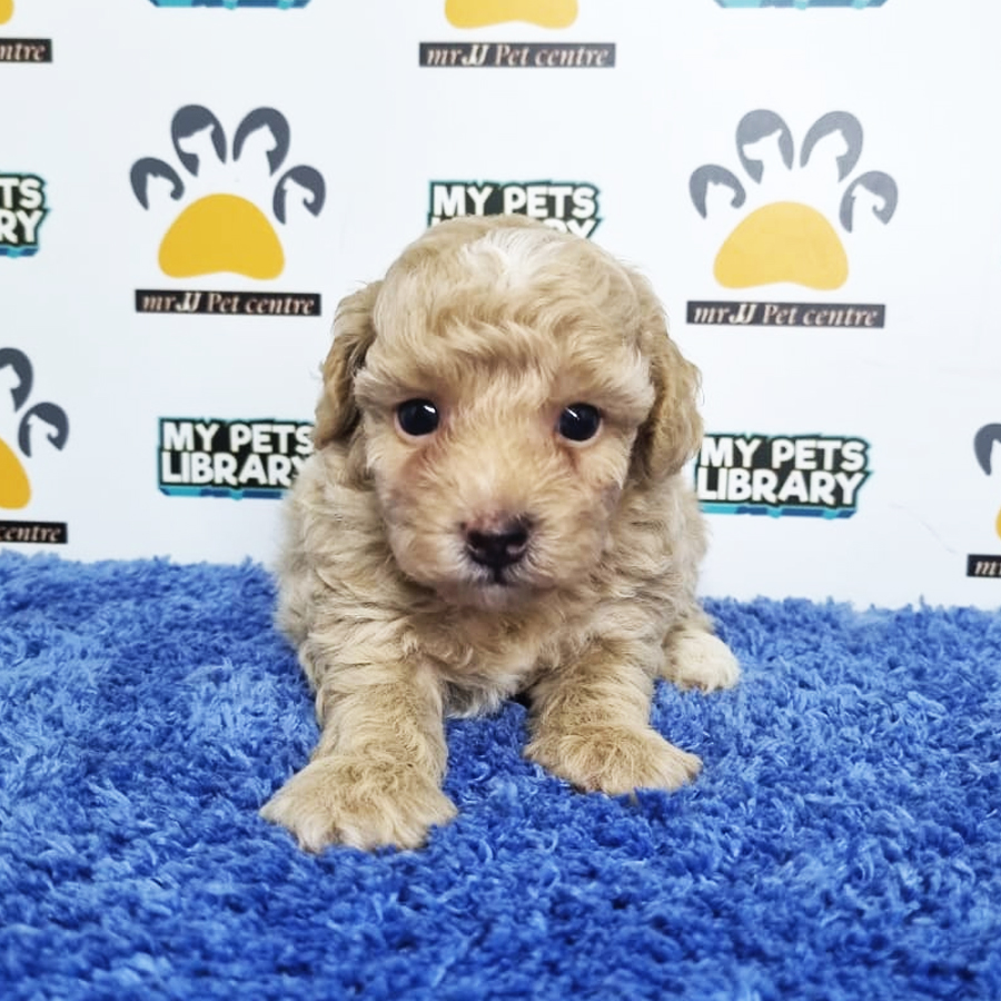 Toy Poodle Puppy (Male) For Sale
