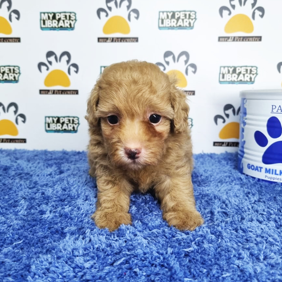 Toy Poodle Puppy (Male) For Sale