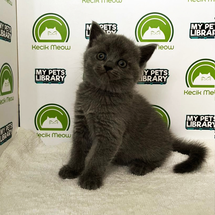 British Shorthair Kitten (Female) For Sale