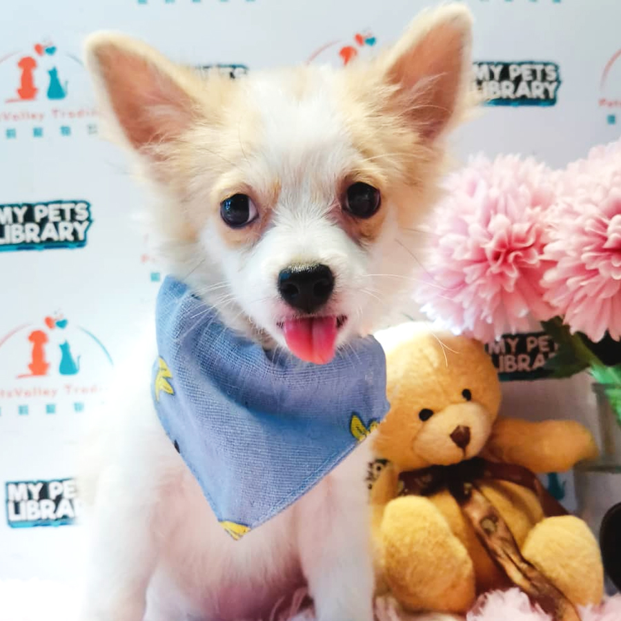 Chihuahua Puppy (Male) For Sale