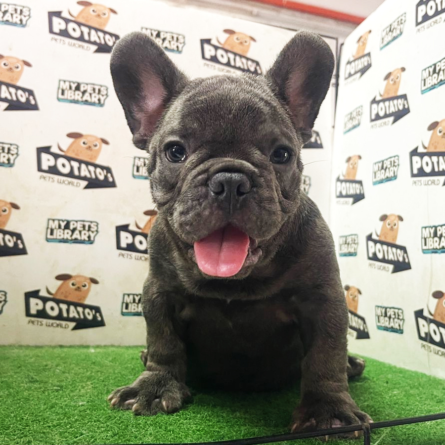French Bulldog  Puppy (Male) For Sale