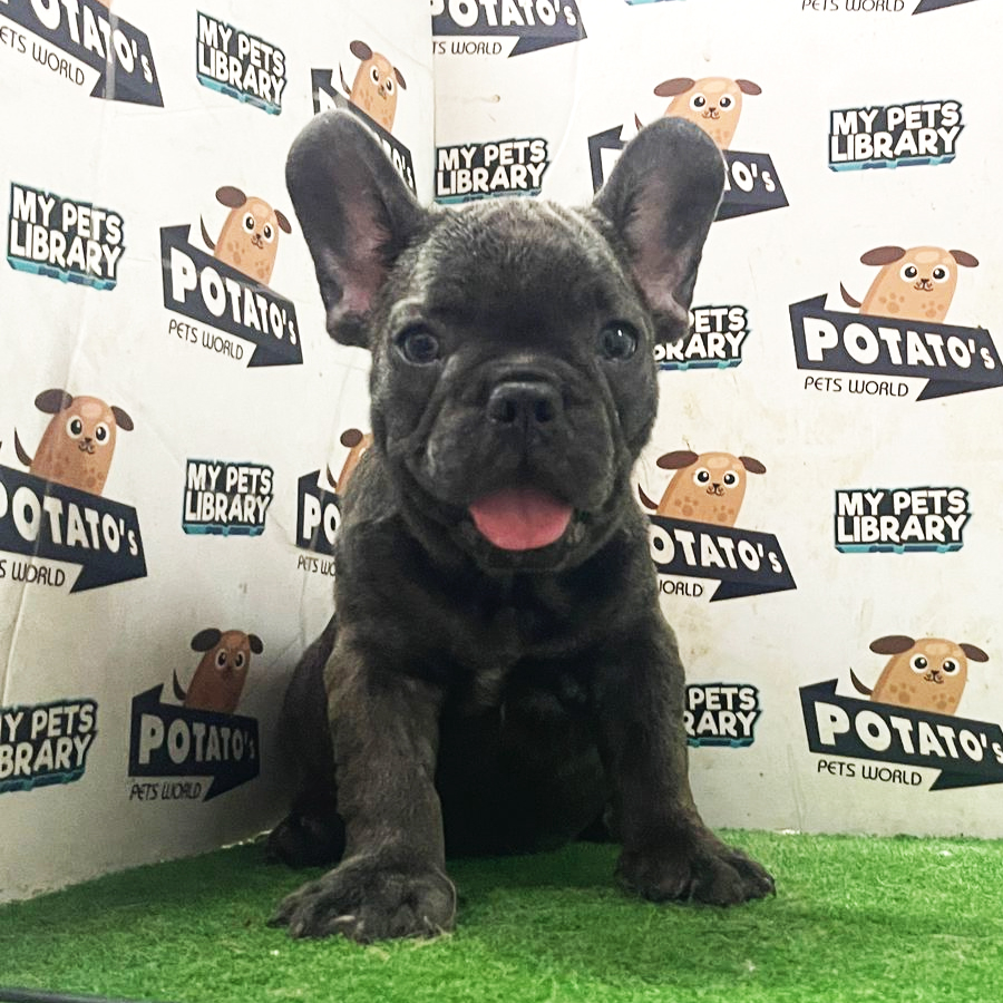 French Bulldog  Puppy (Male) For Sale