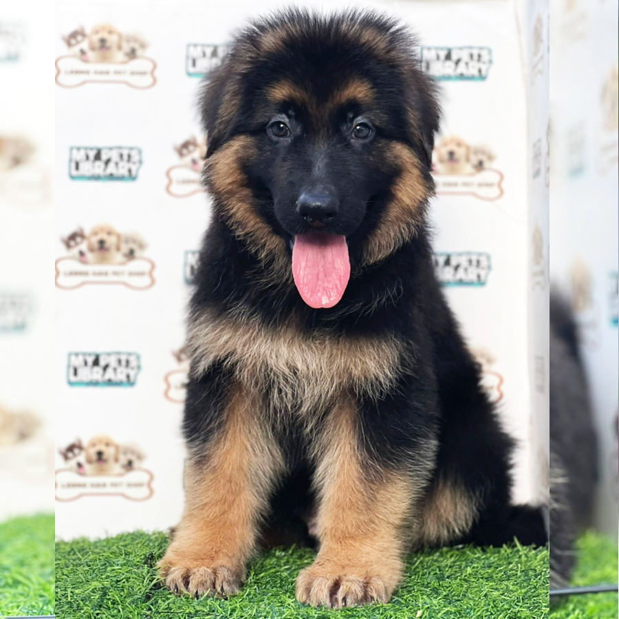 German Shepherd Puppy (Male) For Sale