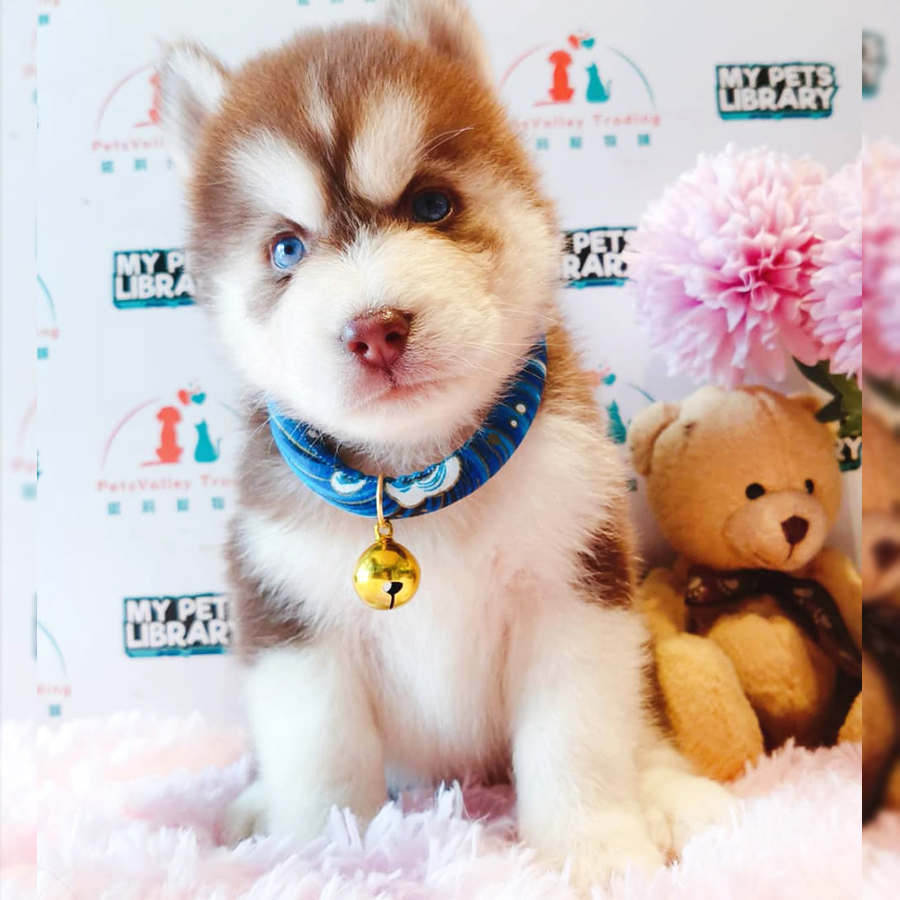Pomsky Puppy (Male) For Sale