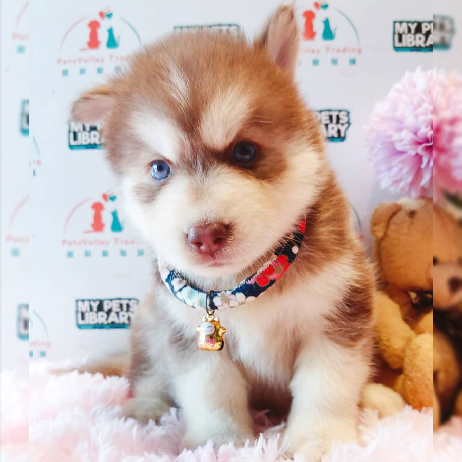 Pomsky Puppy (Male) For Sale