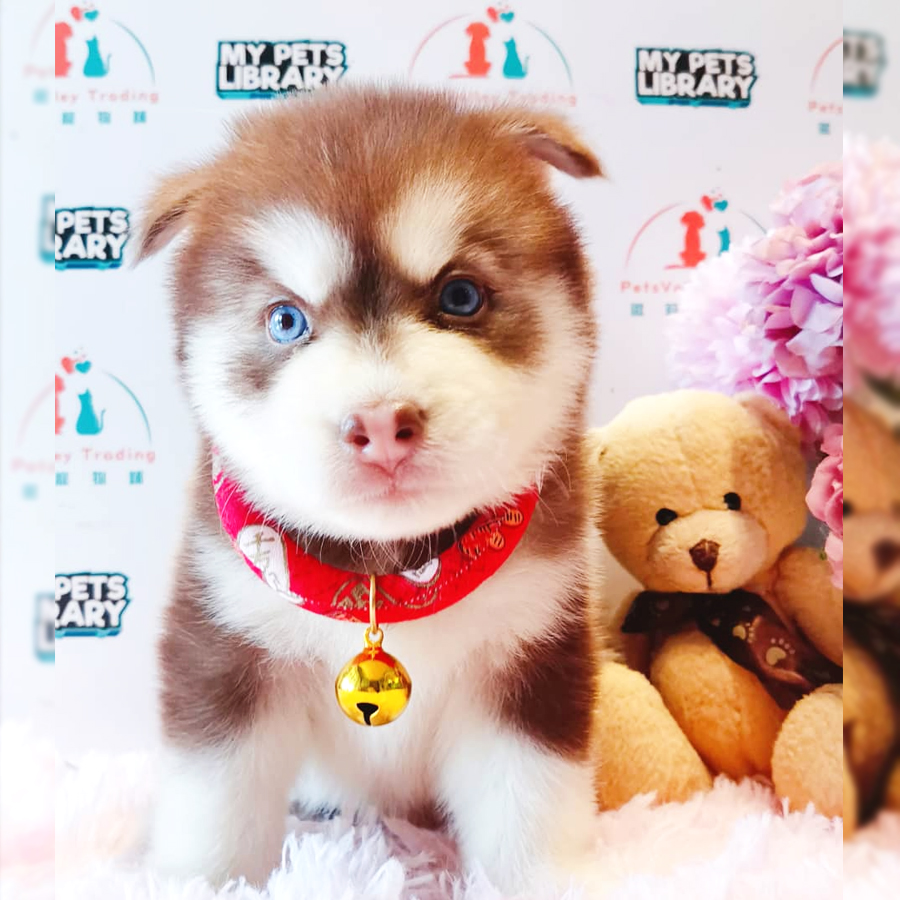Pomsky Puppy (Female) For Sale