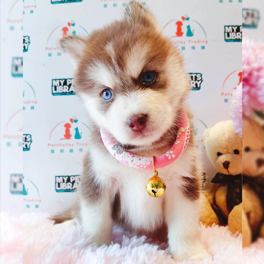 Pomsky Puppy (Female) For Sale