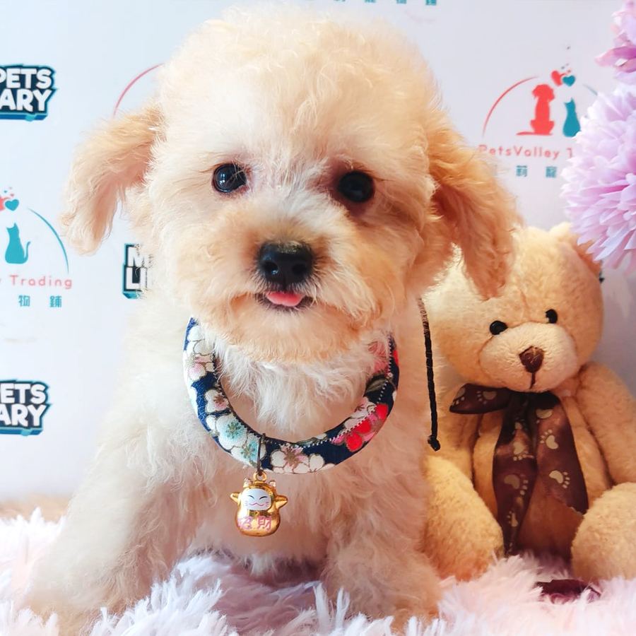 Maltipoo Puppy (Female) For Sale
