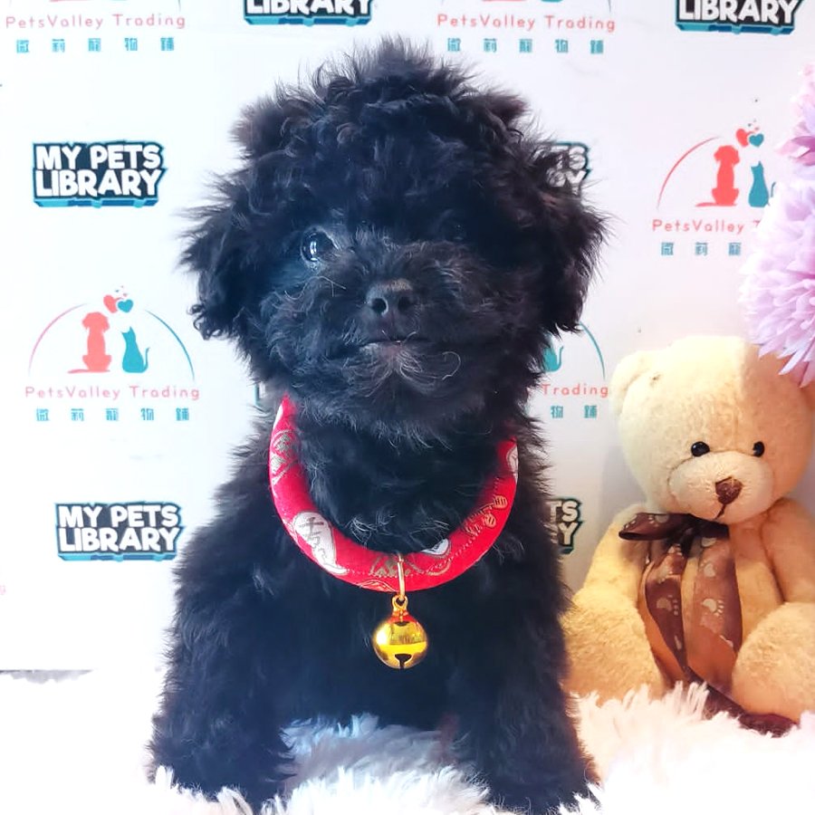 Shihpoo Puppy (Male) For Sale