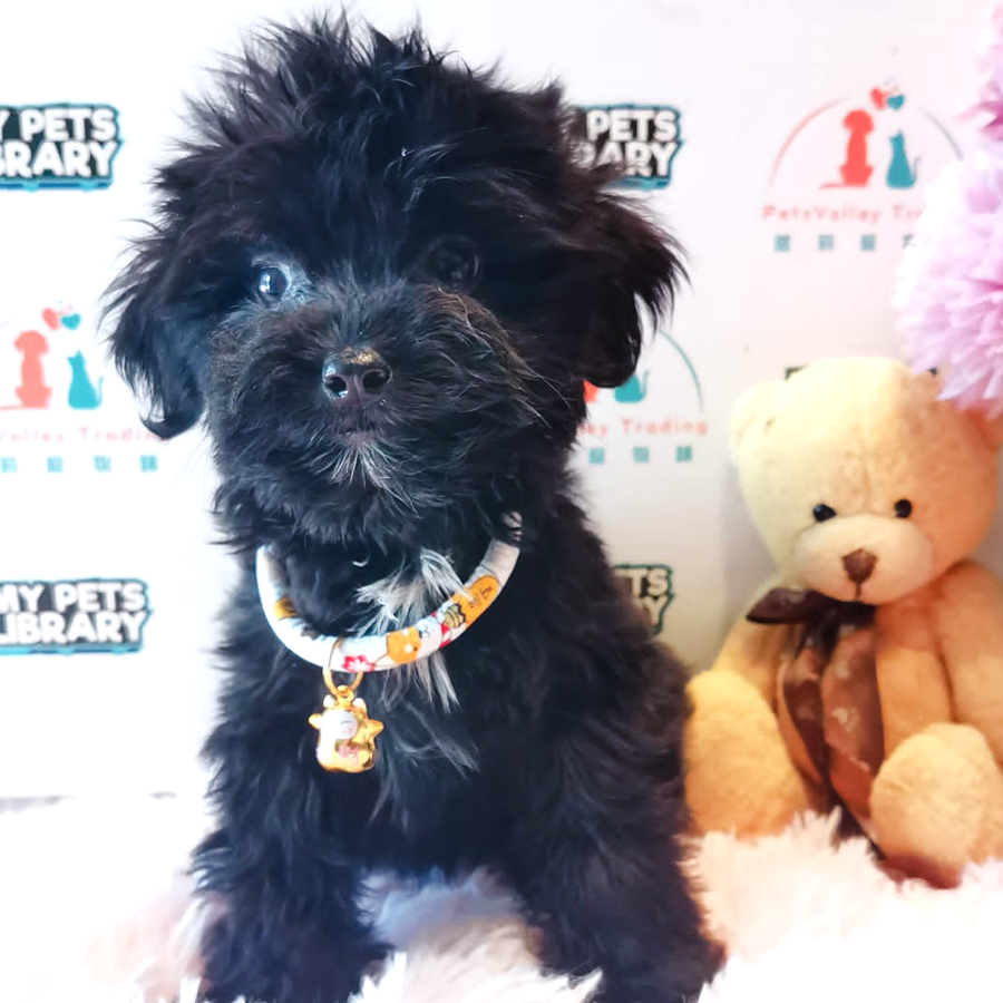 Shihpoo Puppy (Male) For Sale