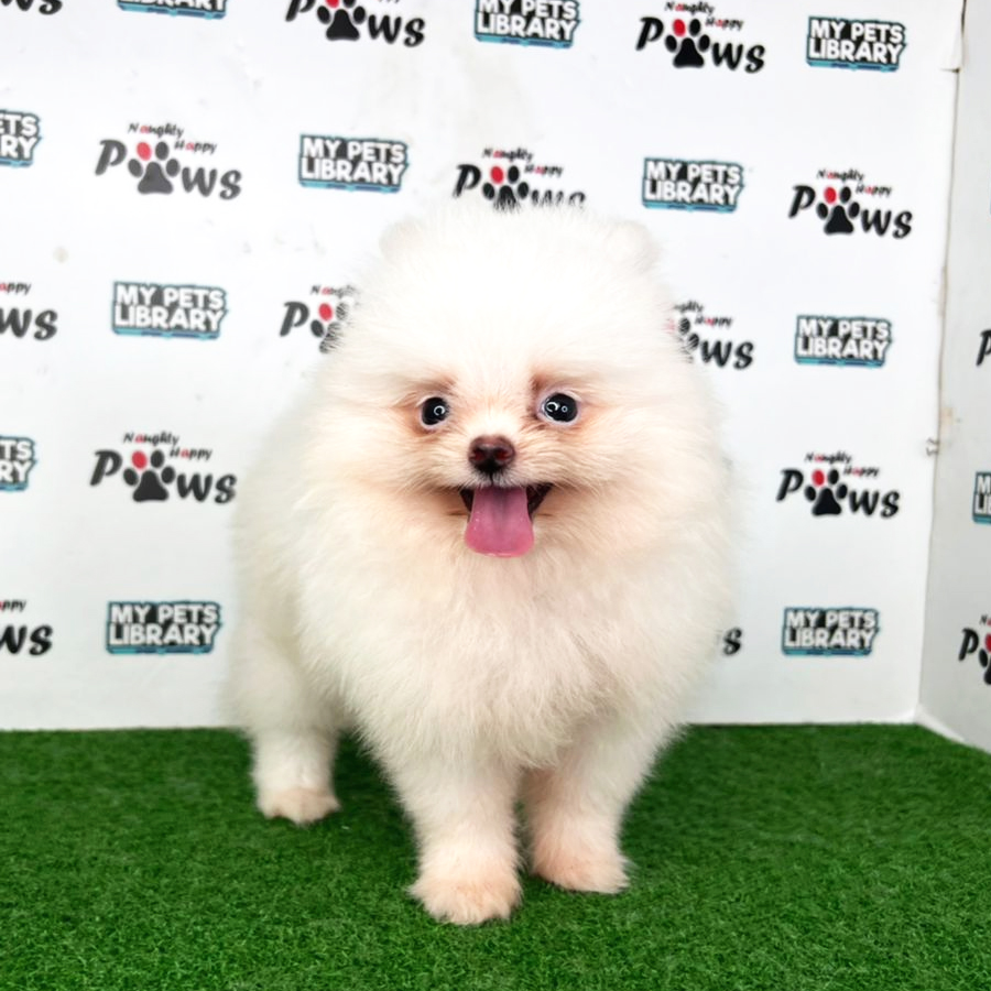 MKA Pomeranian Puppy (Female) For Sale