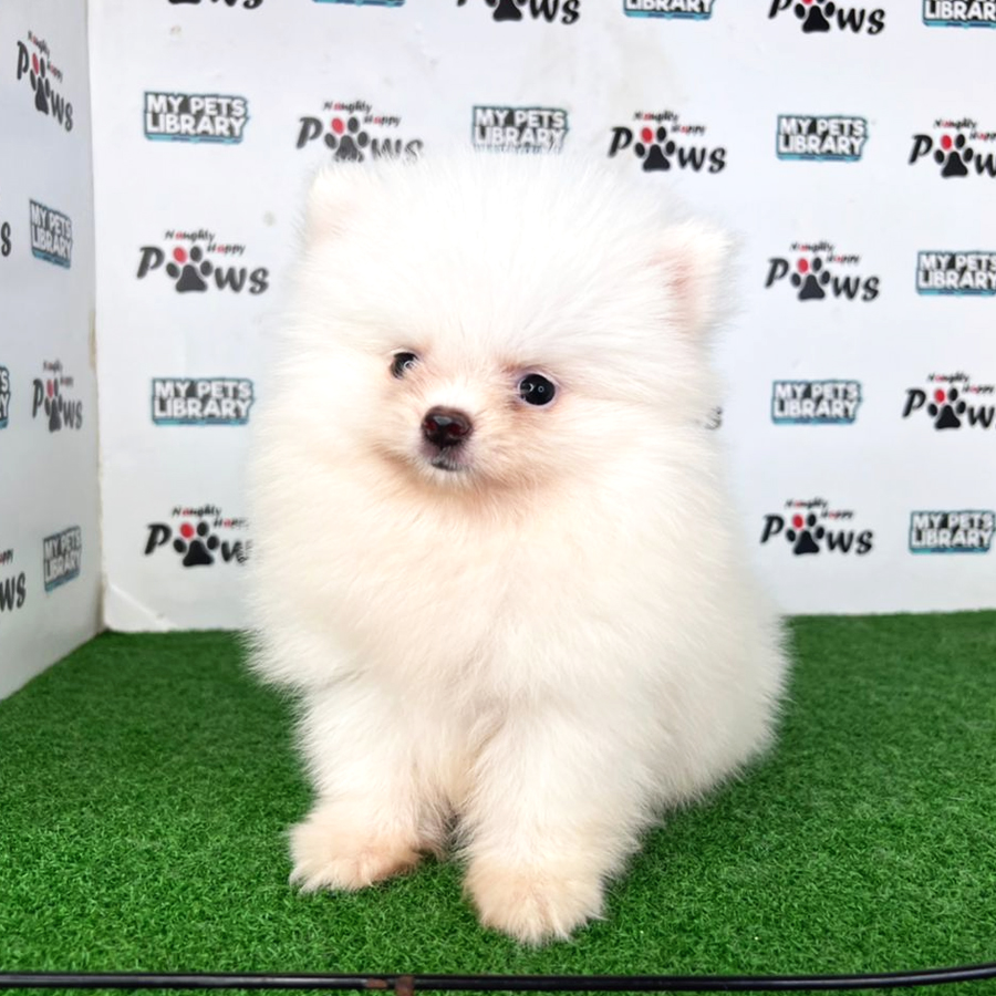 MKA Pomeranian Puppy (Female) For Sale