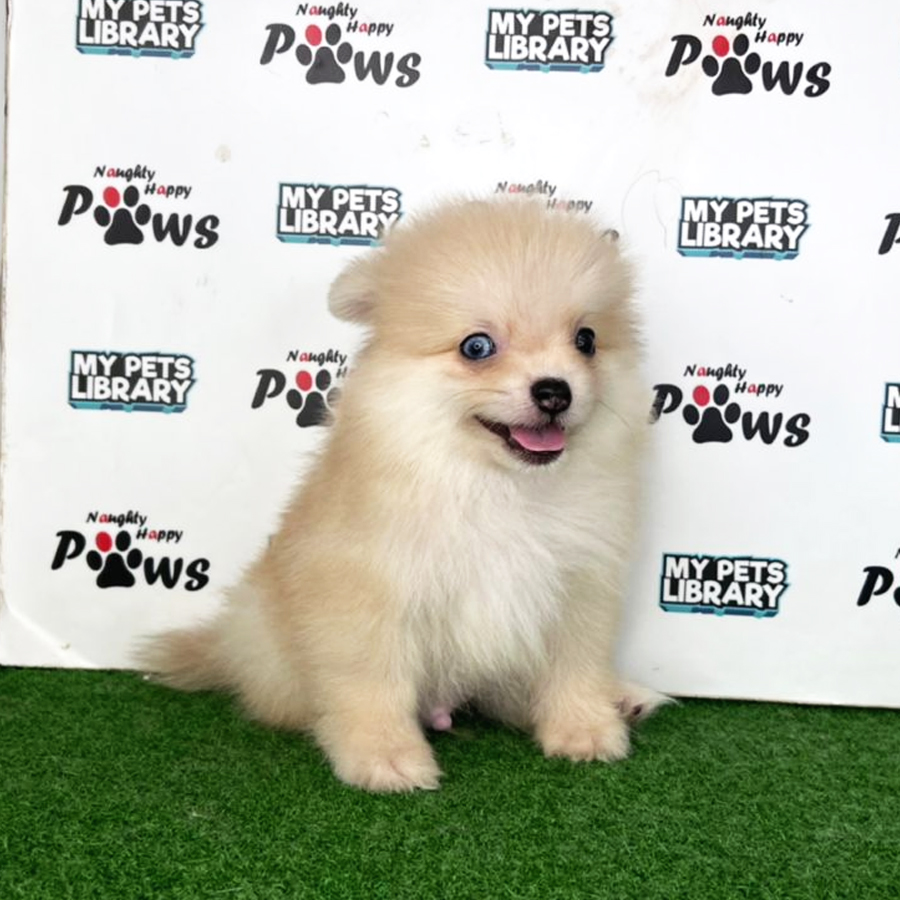Pomeranian Puppy (Male) For Sale