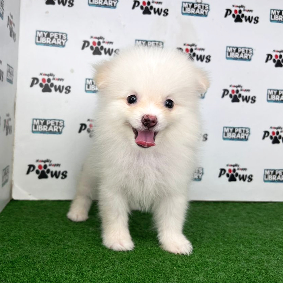 Pomeranian Puppy (Male) For Sale