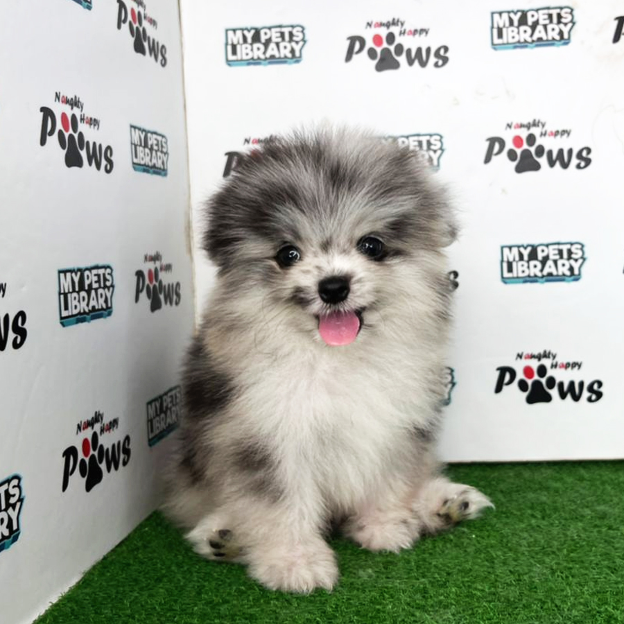 Pomeranian Puppy (Male) For Sale